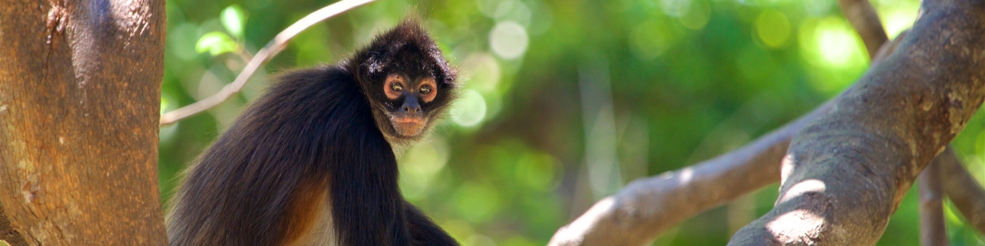 Miguel Alvarez del Toro Zoo featuring cuddly or friendly animals and zoo animals