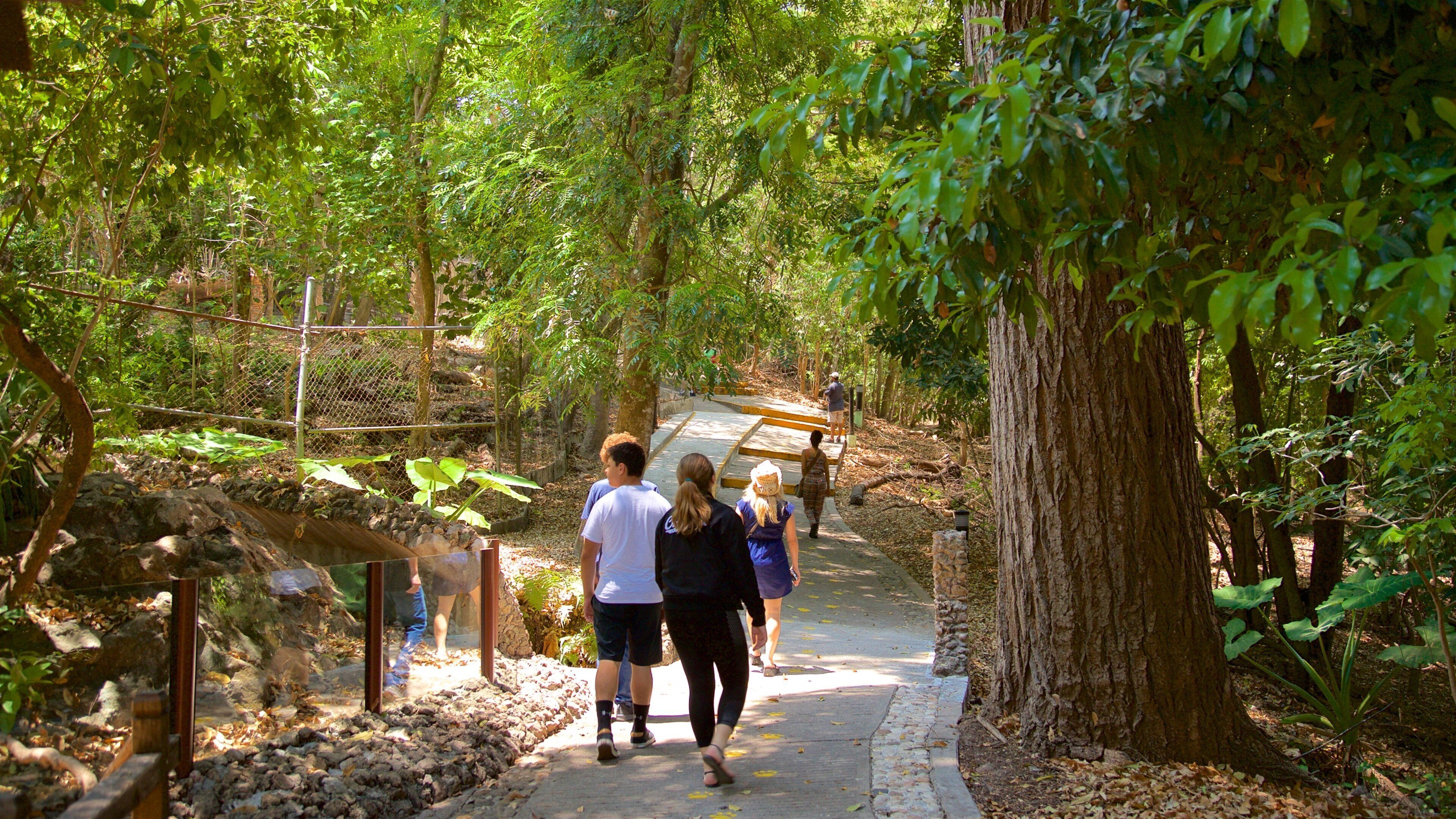 Zoo Miguel Álvarez del Toro mostrando un jardín y también un pequeño grupo de personas
