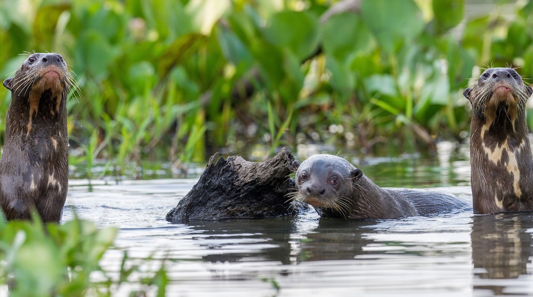 トレス ラゴアス