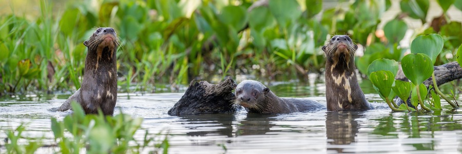Giant Otters (Pteronura brasiliensis) in a lagoon off the Paraguay River, Taiama Reserve, western Pantanal, Brazil.