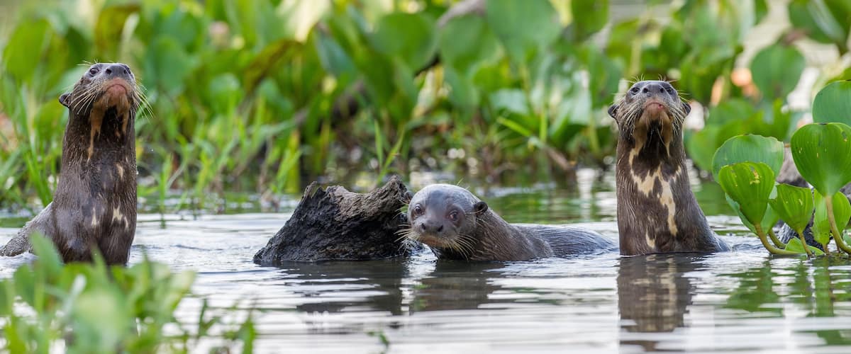 Otters in a water body surrounded by green vegetation.