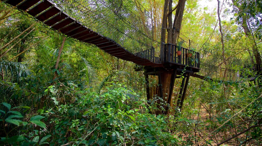 Dr. Faustino Miranda botaniske hage som inkluderer hage og bro