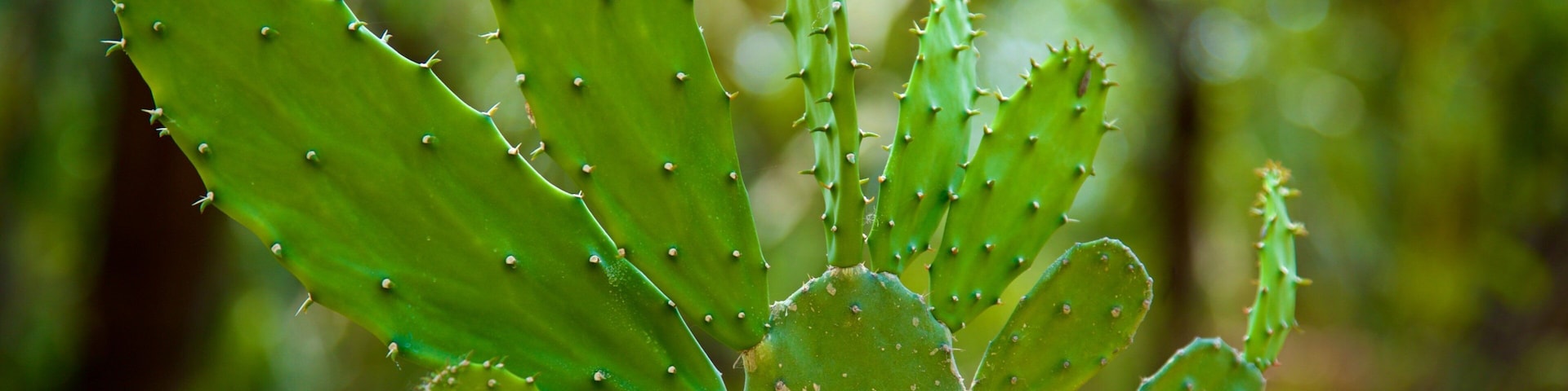 Dr. Faustino Miranda Botanical Garden showing wildflowers