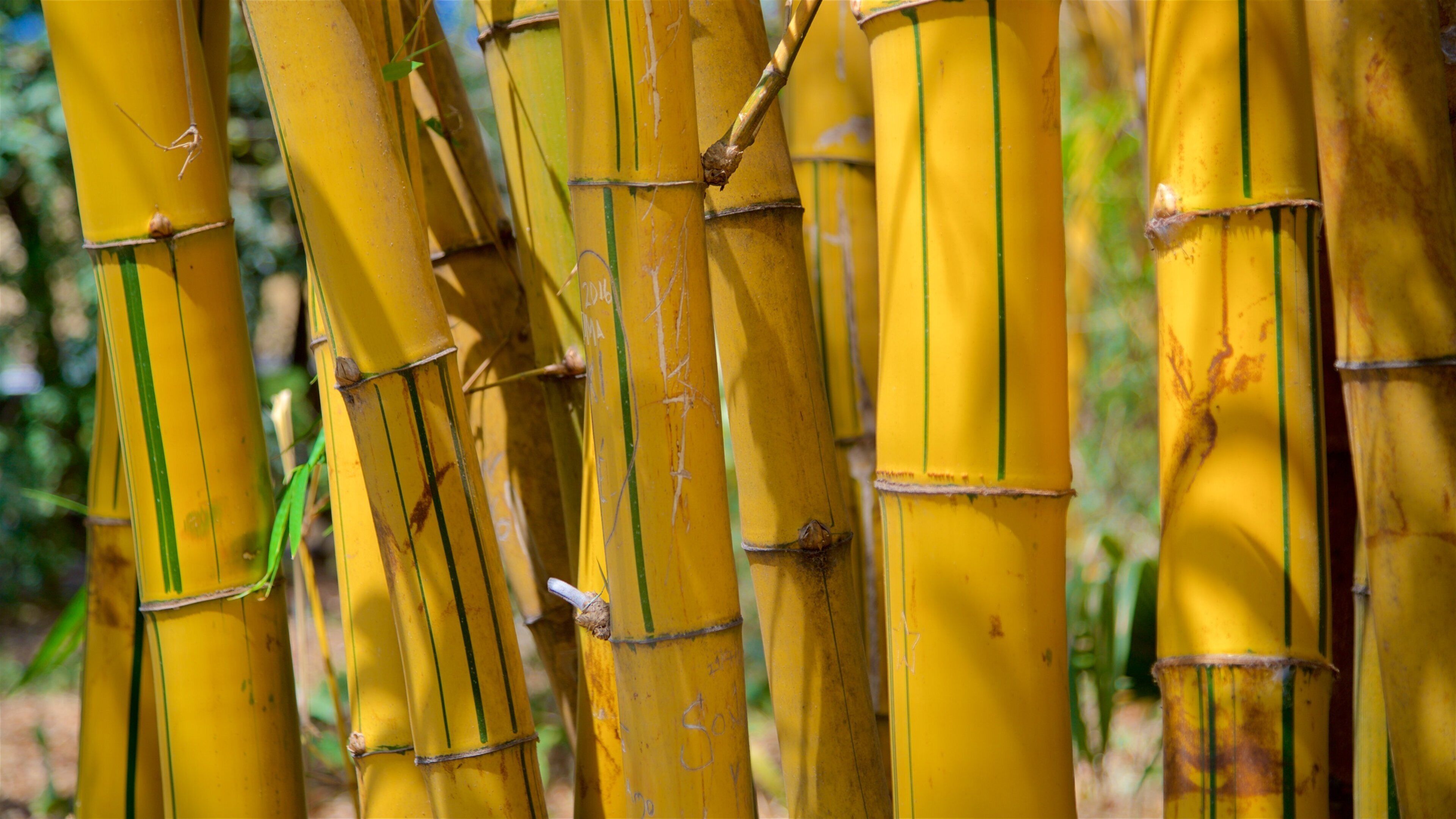 Dr. Faustino Miranda Botanical Garden featuring a garden