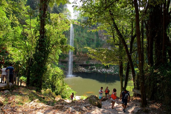 Ein Wasserfall in einem üppigen Wald mit einem Teich am Fuße.