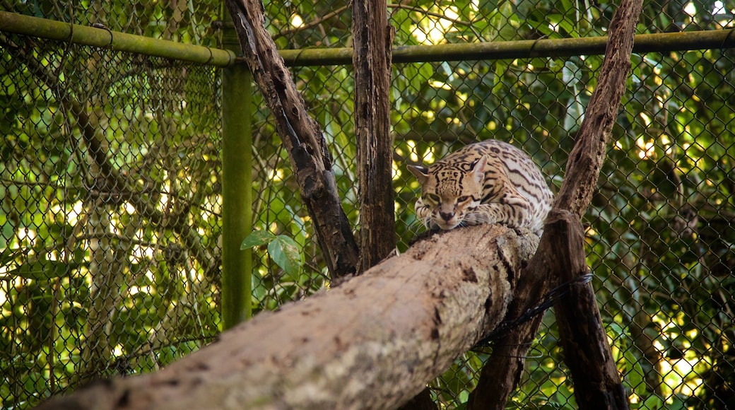 Aluxes Eco Park showing dangerous animals and zoo animals