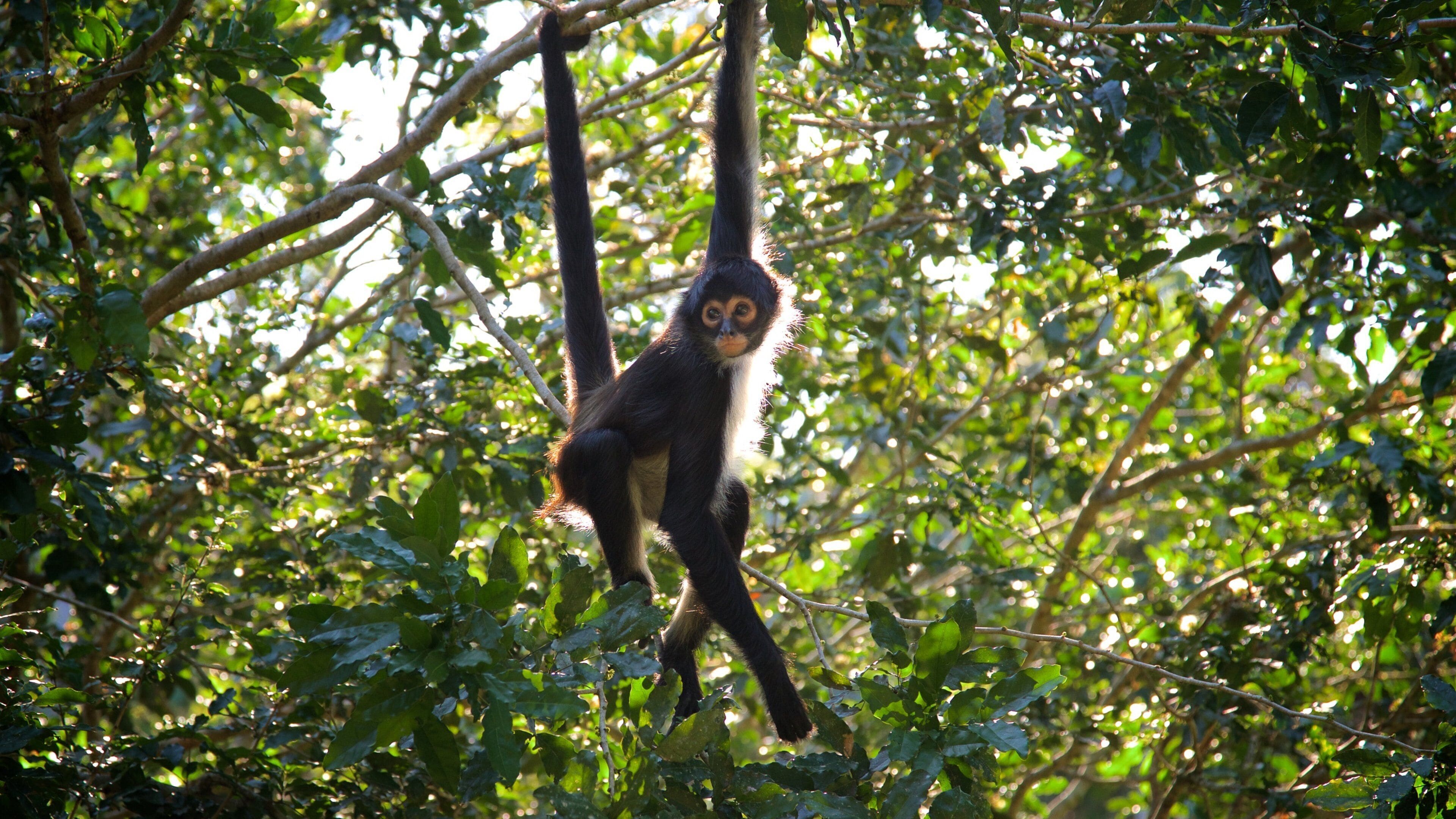 알루세스 생태 공원 을 특징 동물원의 동물 과 귀엽고 친근한 동물