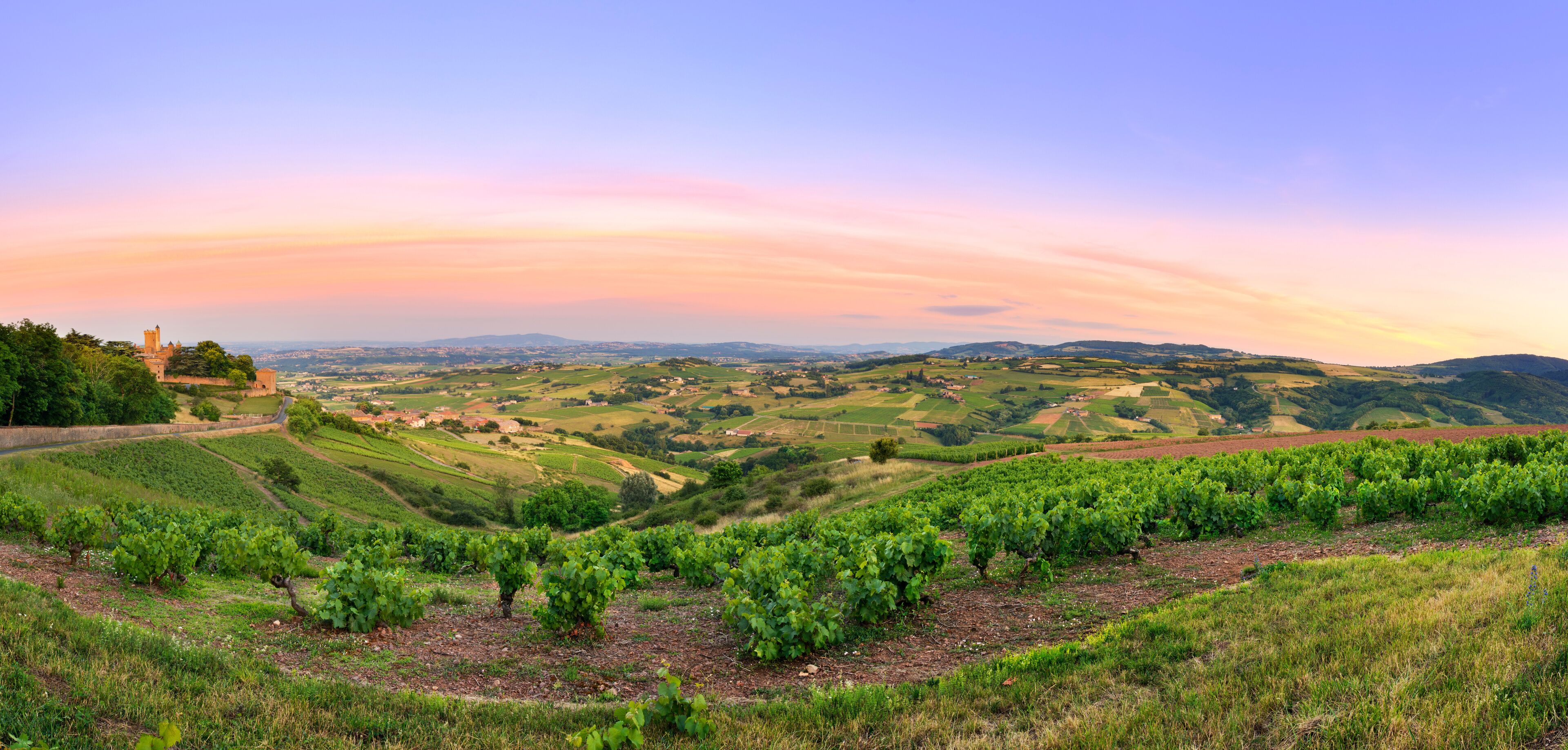 A vineyard landscape with rolling hills and a castle in the distance.