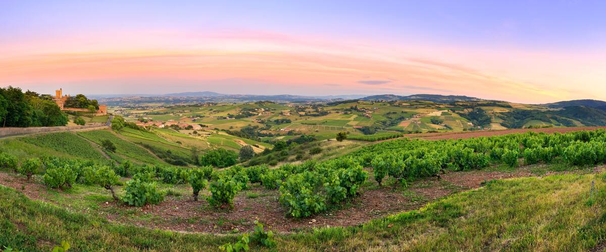 A vineyard landscape with rolling hills and a castle in the distance.