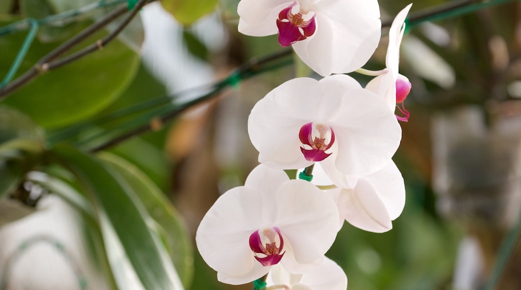 Queen Sirikit Botanical Garden which includes flowers