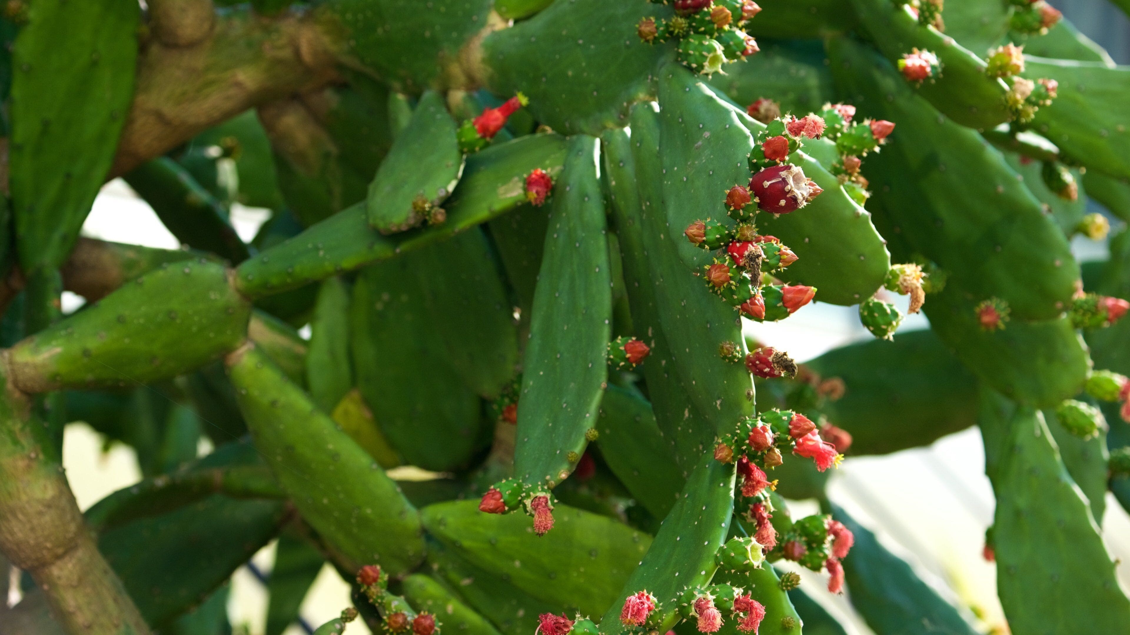 Queen Sirikit Botanical Garden which includes flowers