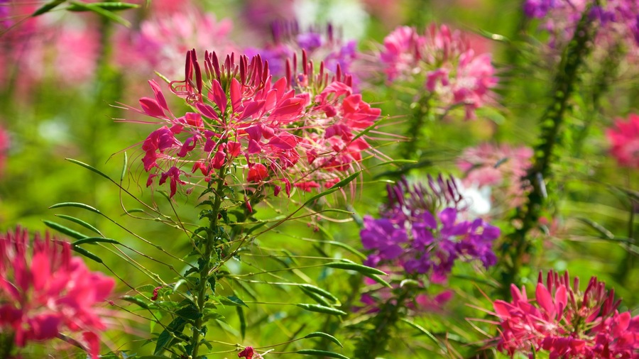 Queen Sirikit Botanical Garden which includes flowers