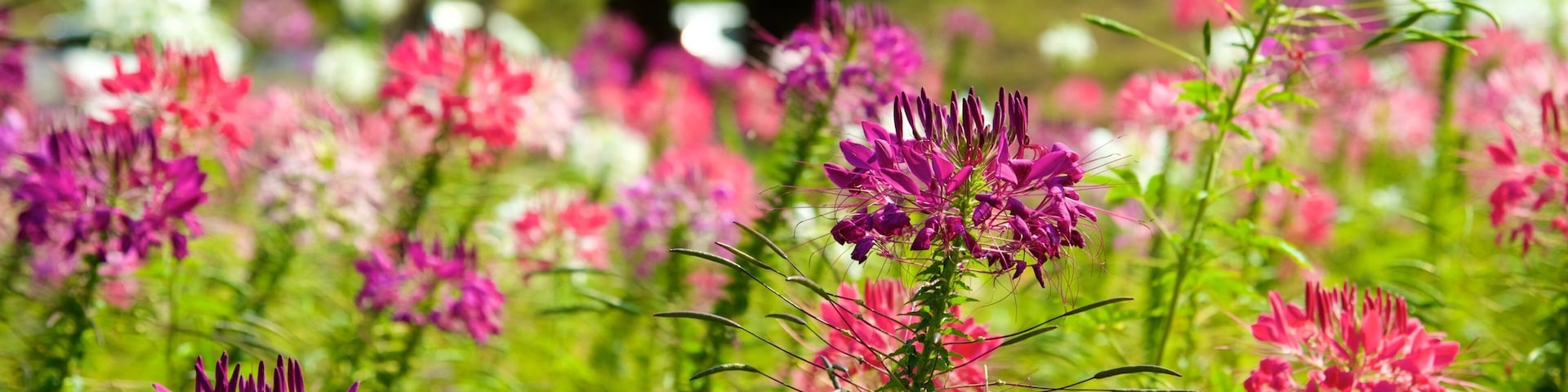 Jardim Botânico Queen Sirikit caracterizando um jardim