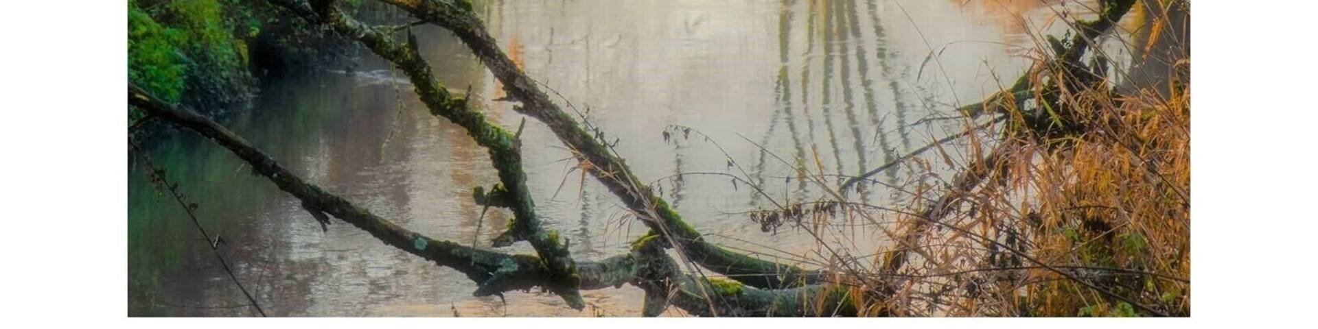 I was walking on the trail along Zuid Diljethal (South Dille Valley); a small river in the Flemish-Brabant Region of Belgium. Not far from Brussels.
The morning was beautifully misty and the rising sun provided a gorgeous light. Now I understand what the Old Masters saw as they painted their landscapes. #BvS100k