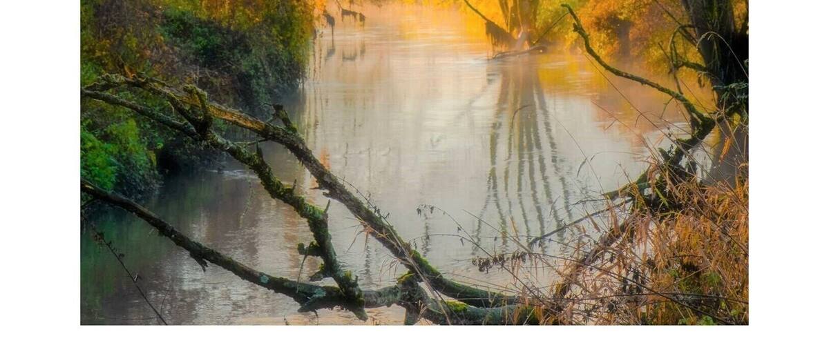 A serene river scene with trees reflecting in the water, surrounded by a misty landscape.