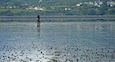 A couple days ago I posted a photograph of a car returning from Coney Island. Here is a picture of a man walking home the same day. Remember there is no bridge to the island and the crossing can only be accomplished during low tide.