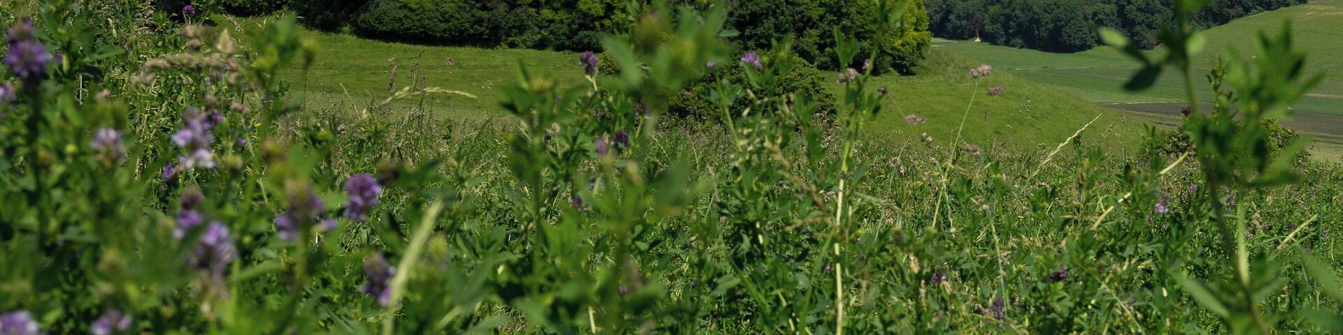 Beautiful castle in the distance in Champvent!