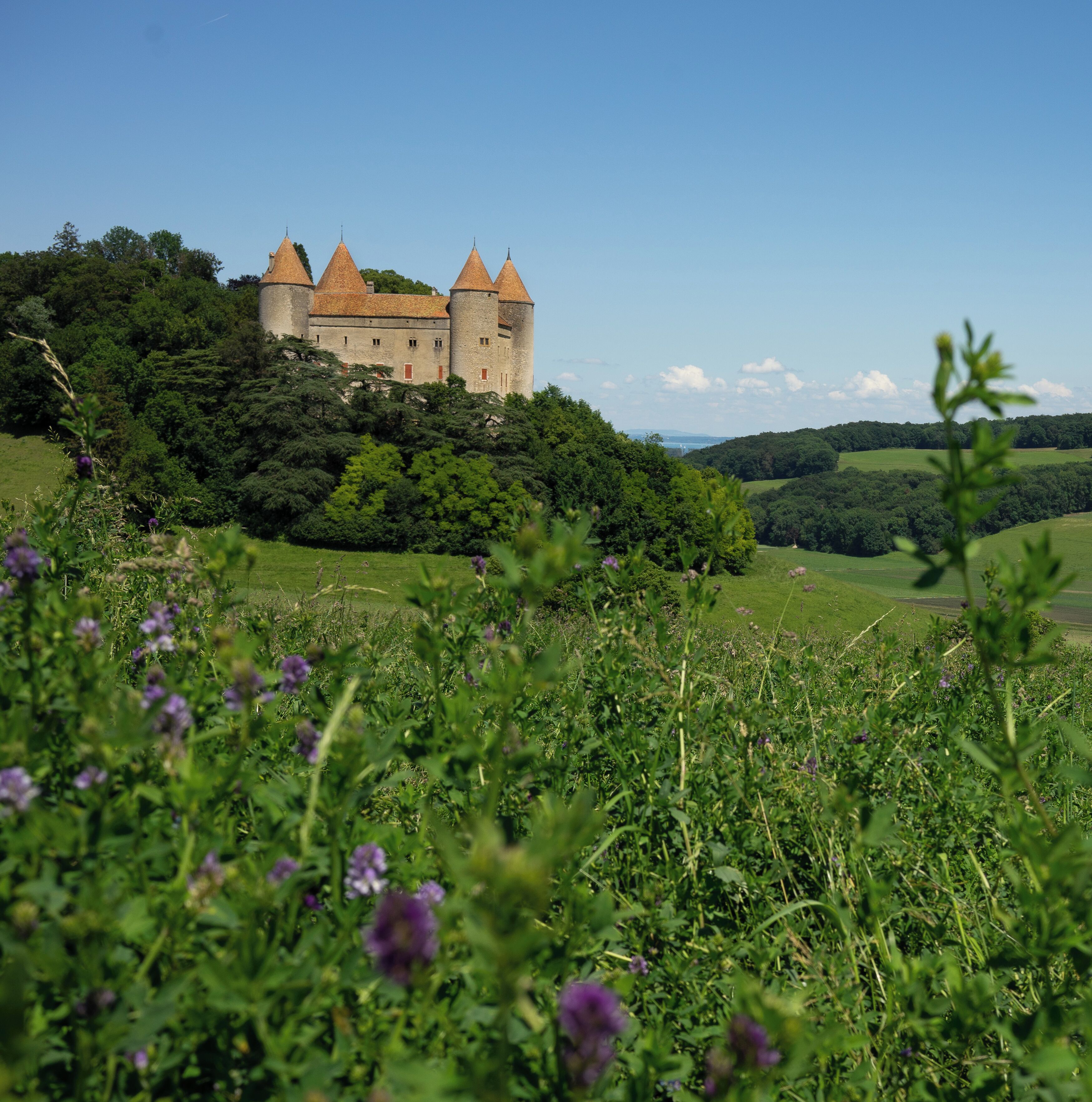 A castle on a hill surrounded by greenery.