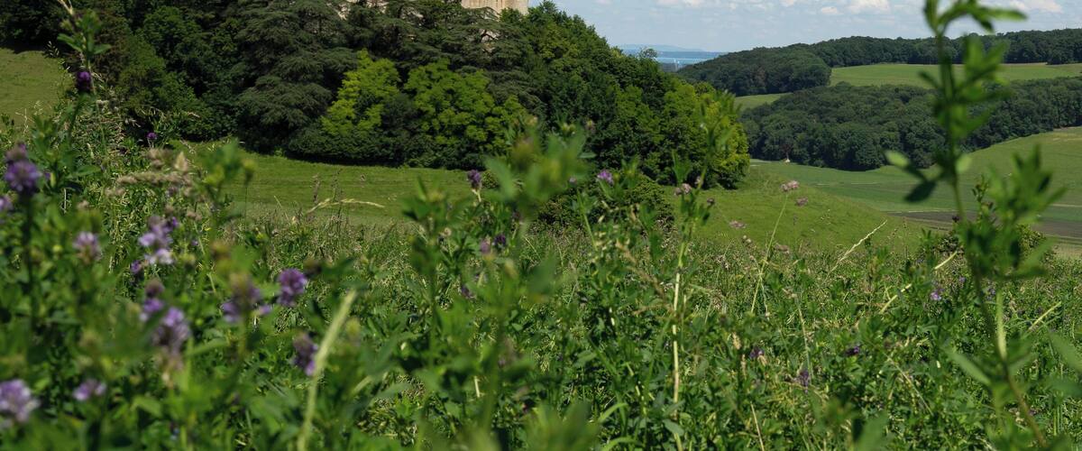 A castle on a hill surrounded by greenery.
