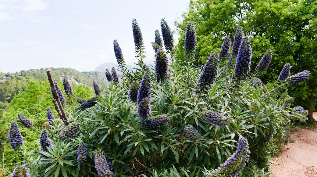 Jardín botánico de Sóller
