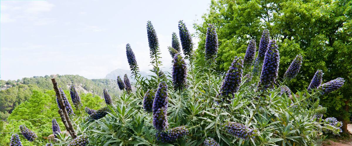 SOLLER, MAJORCA, SPAIN Spring, May Mediterranian flora.