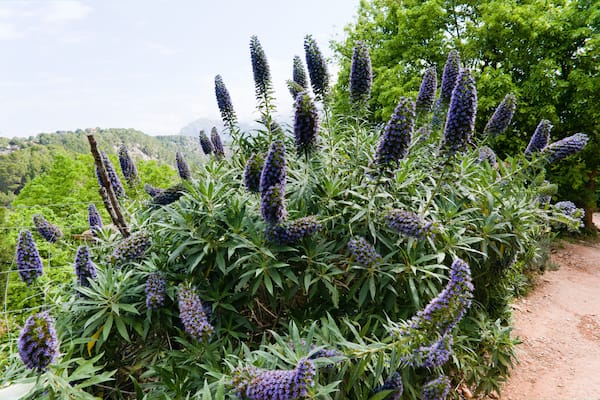 SOLLER, MAJORCA, SPAIN Spring, May Mediterranian flora.