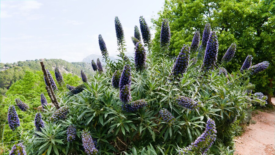 SOLLER, MAJORCA, SPAIN Spring, May Mediterranian flora.