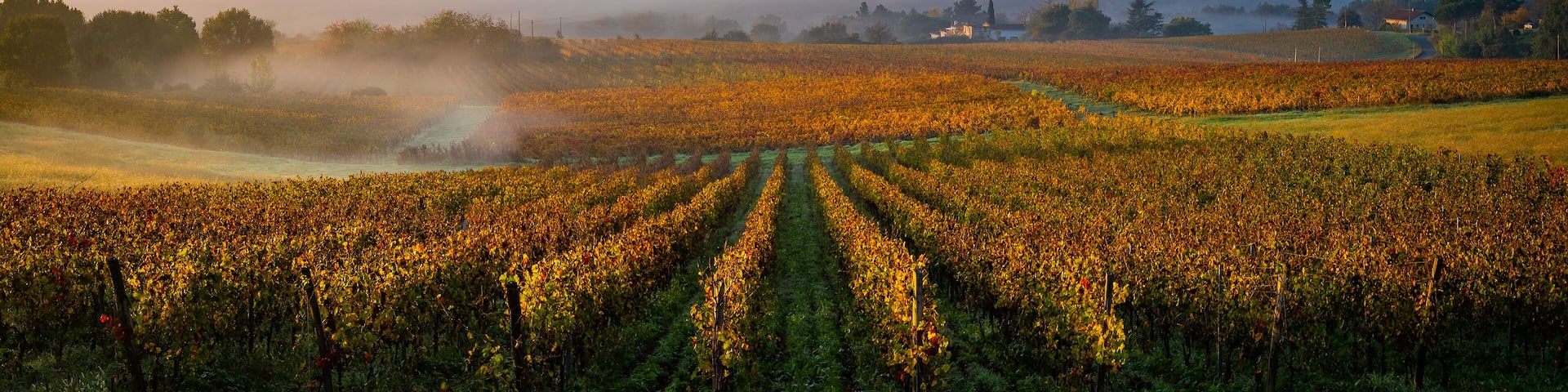 Bordeaux Vineyard at sunrise in autumn, Entre deux mers, Langoiran, Gironde, France