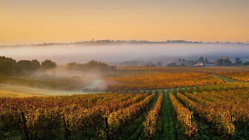 Bordeaux Vineyard at sunrise in autumn, Entre deux mers, Langoiran, Gironde, France