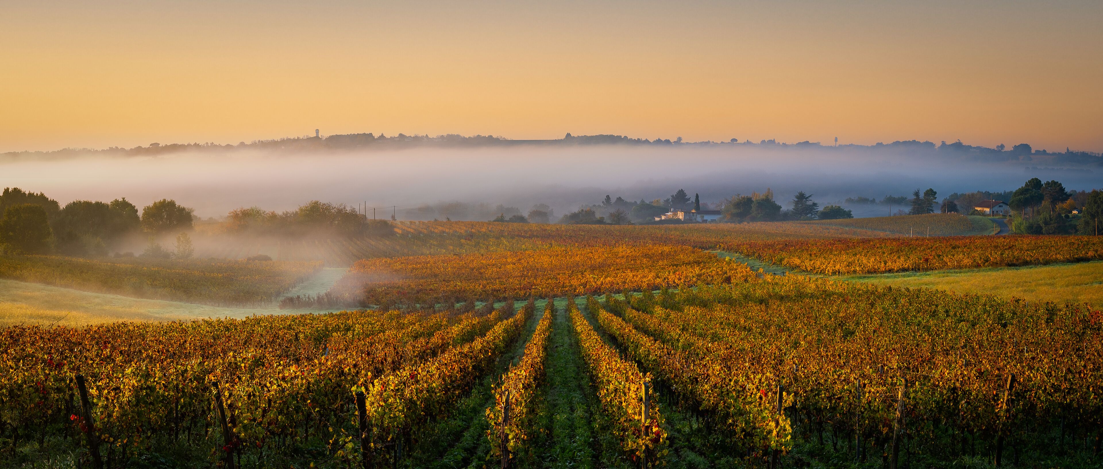 A vineyard at sunrise with mist over the fields.