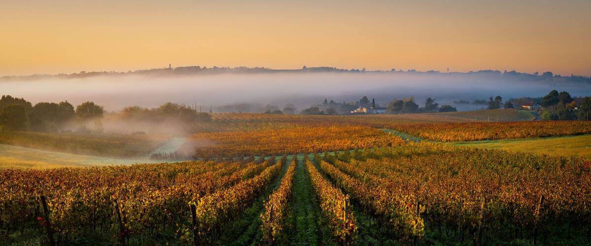 A vineyard at sunrise with mist over the fields.