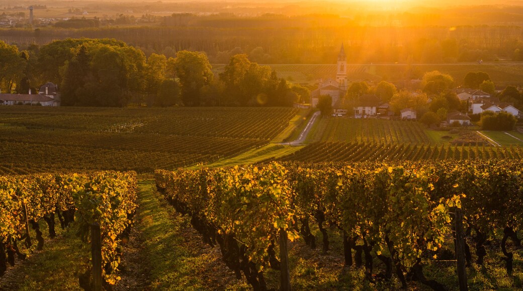 Vineyard Sunrise in Bordeaux Vineyard, Gironde