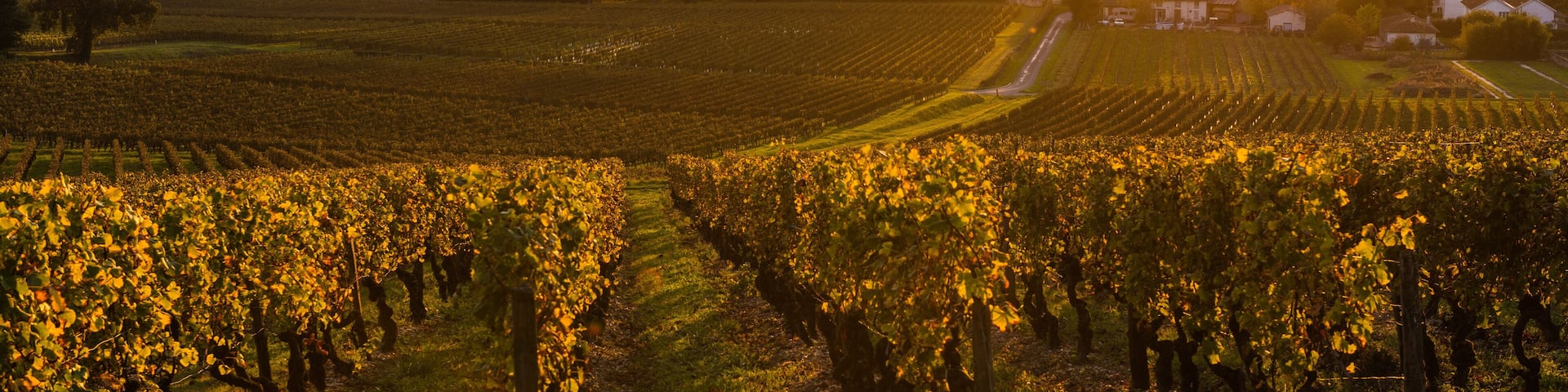 Vineyard Sunrise in Bordeaux Vineyard, Gironde