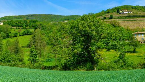 Quincié-en-Beaujolais