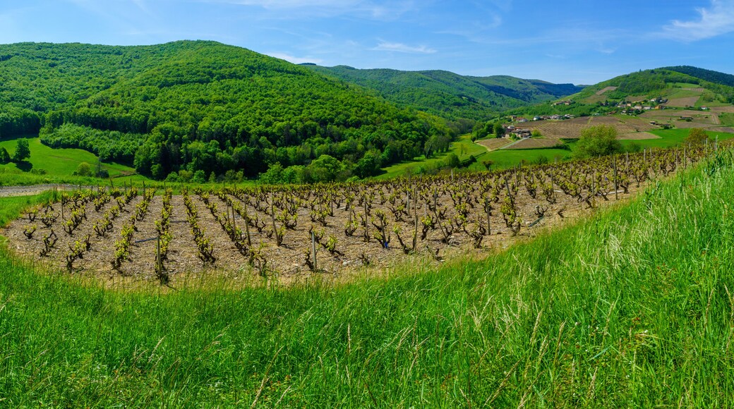 Quincie-en-Beaujolais