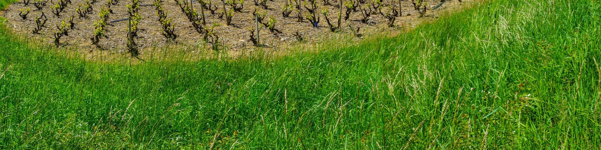 Vineyards and countryside in Beaujolais, France