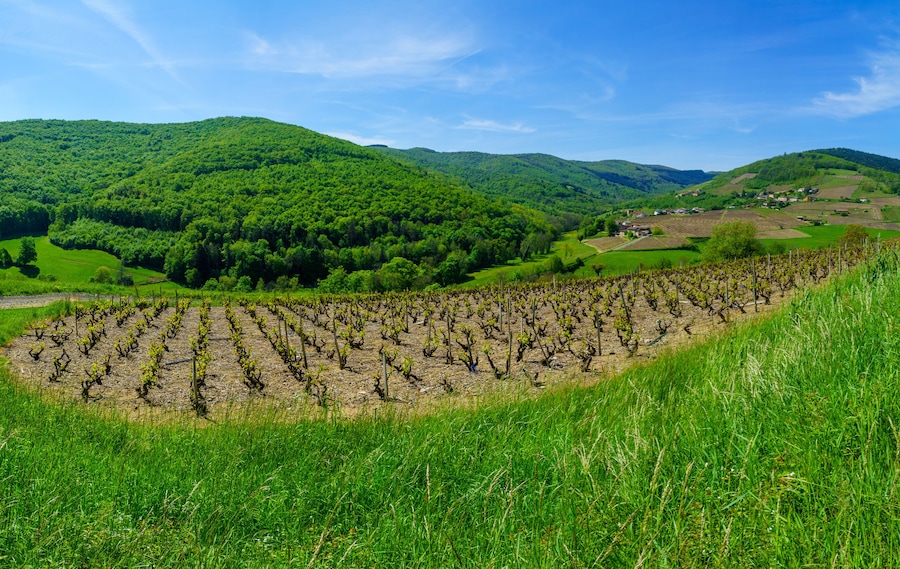Vineyards and countryside in Beaujolais, France