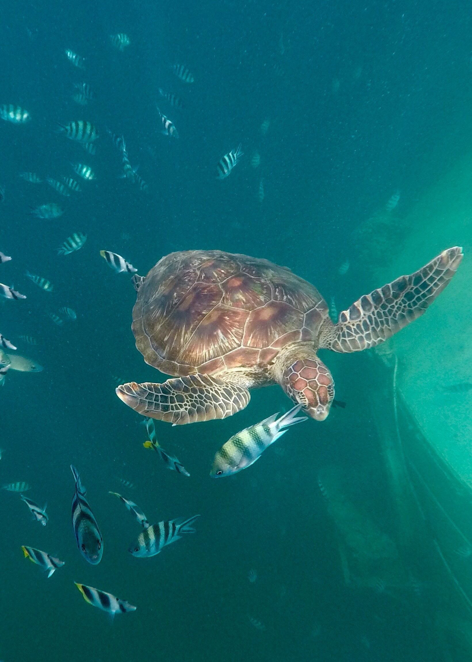 Snorkeling with a sea turtle, Agana Bay, Guam, Go pro Hero 5, #Aquatrove