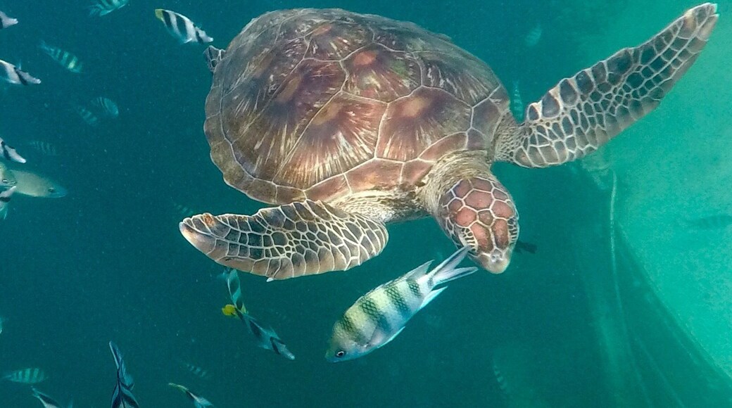 Snorkeling with a sea turtle, Agana Bay, Guam, Go pro Hero 5, #Aquatrove