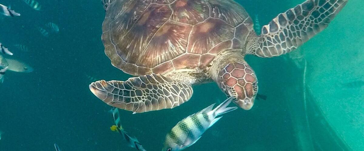 Snorkeling with a sea turtle, Agana Bay, Guam, Go pro Hero 5, #Aquatrove