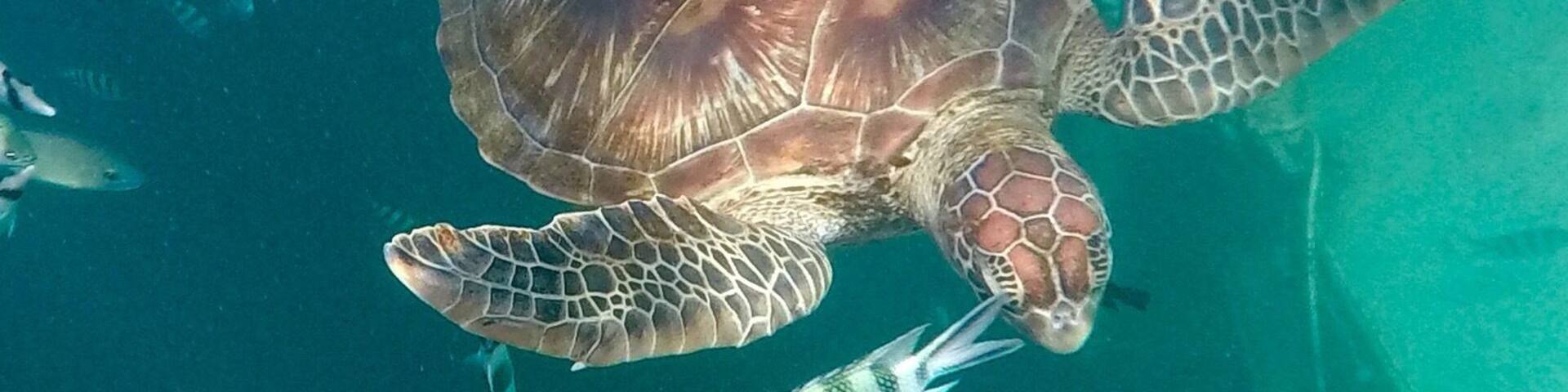 Snorkeling with a sea turtle, Agana Bay, Guam, Go pro Hero 5, #Aquatrove