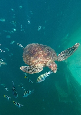Snorkeling with a sea turtle, Agana Bay, Guam, Go pro Hero 5, #Aquatrove
