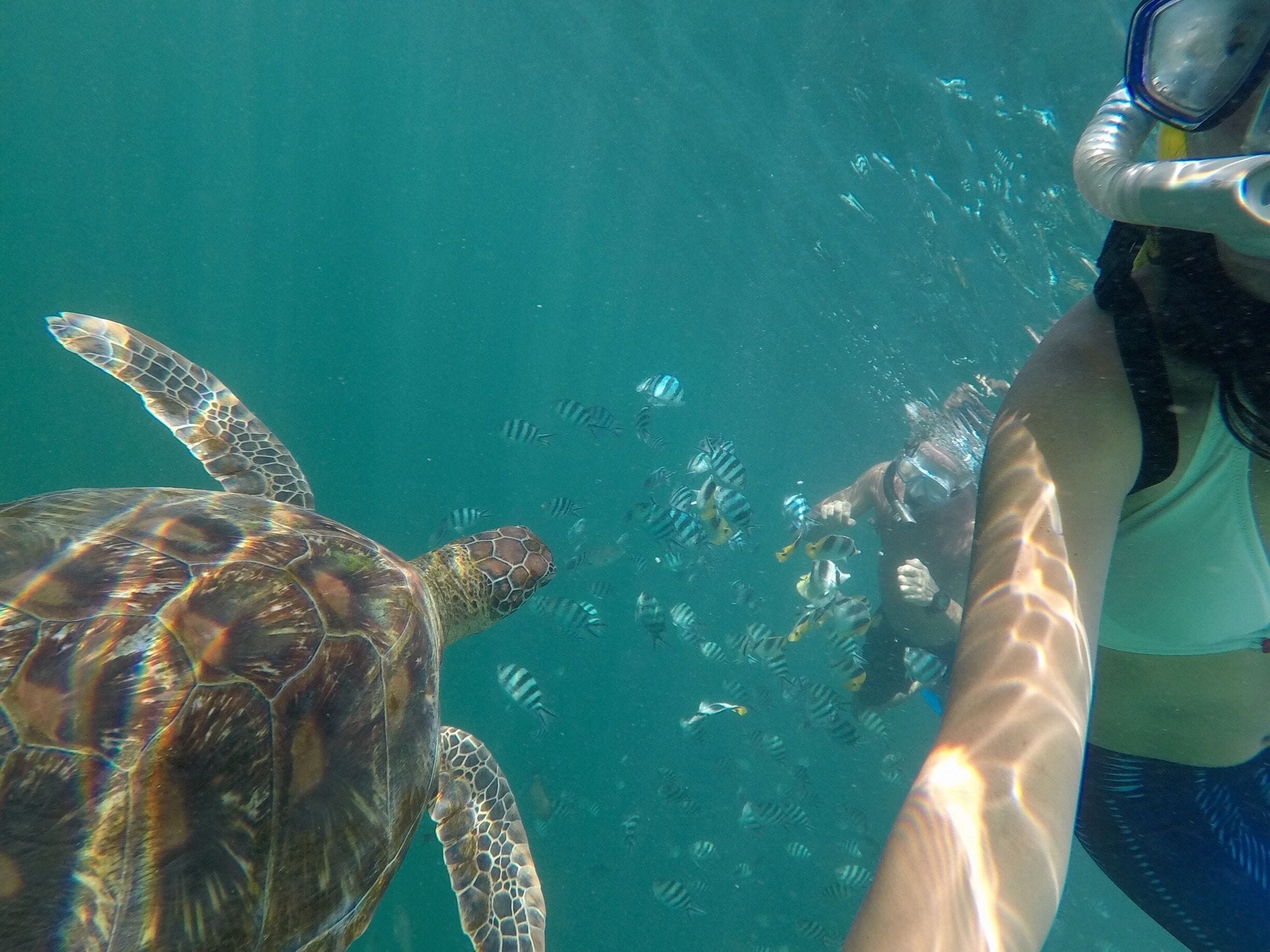 A diver swimming with a sea turtle and several fish in clear blue water.