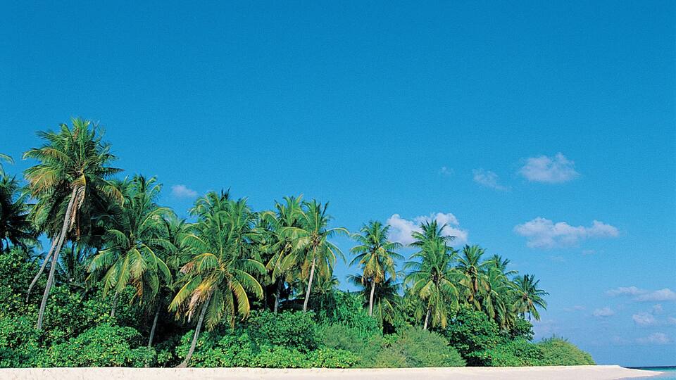 A tropical beach with clear turquoise water, white sand, and palm trees.