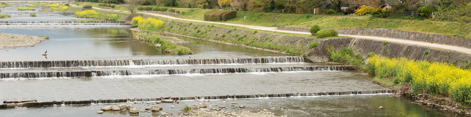Scenery of Kamogawa with yellow flowers in Kyoto.