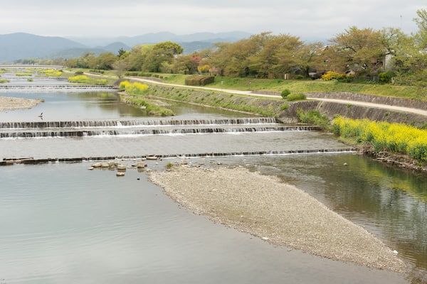 Scenery of Kamogawa with yellow flowers in Kyoto.
