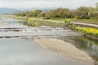 Scenery of Kamogawa with yellow flowers in Kyoto.