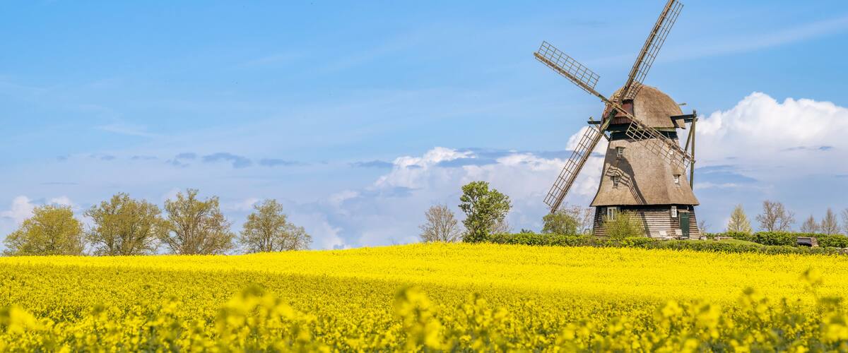 Germany, Schleswig-Holstein, Wangels, Vast oilseed rape field in spring withFarver Muhle in background