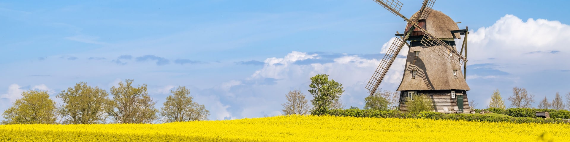 Germany, Schleswig-Holstein, Wangels, Vast oilseed rape field in spring withFarver Muhle in background