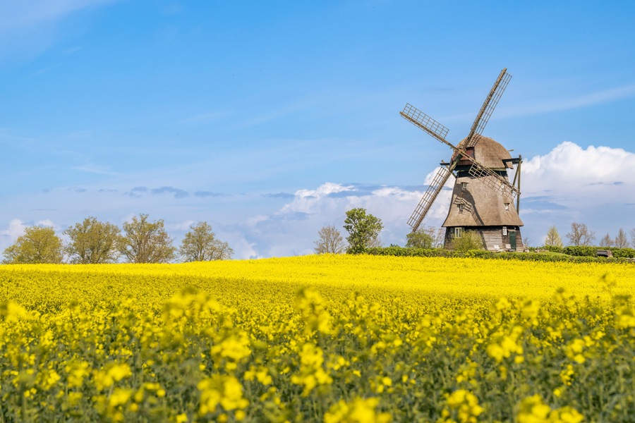 Germany, Schleswig-Holstein, Wangels, Vast oilseed rape field in spring withFarver Muhle in background